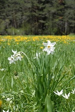 Wild Narcissus (Narcissus poeticus) in the Vall&eacute;e de la Clar&eacute;e
